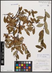 Salix bicolor Ehrh. ex Willd.